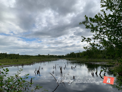 Moorsee im Wittmoor am 5.7.2022 Moorsee im Wittmoor am 5.7.2022
