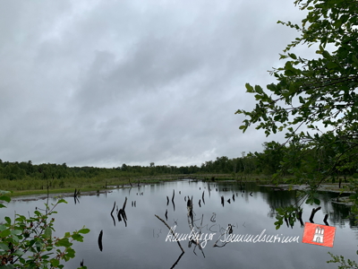 Moorsee im Wittmoor am 7.7.2022 Moorsee im Wittmoor am 7.7.2022