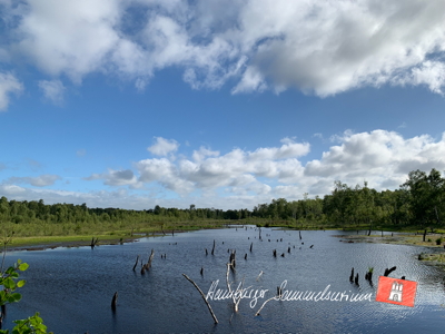 Moorsee im Wittmoor am 8.7.2022 Moorsee im Wittmoor am 8.7.2022