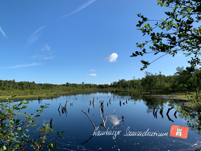 Moorsee im Wittmoor am 11.7.2022 Moorsee im Wittmoor am 11.7.2022