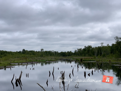 Moorsee im Wittmoor am 12.7.2022 Moorsee im Wittmoor am 12.7.2022