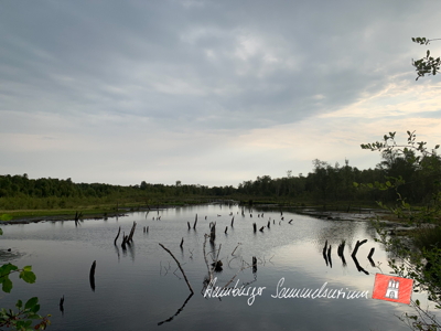 Moorsee im Wittmoor am 21.7.2022 Moorsee im Wittmoor am 21.7.2022