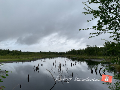 Moorsee im Wittmoor am 22.7.2022 Moorsee im Wittmoor am 22.7.2022