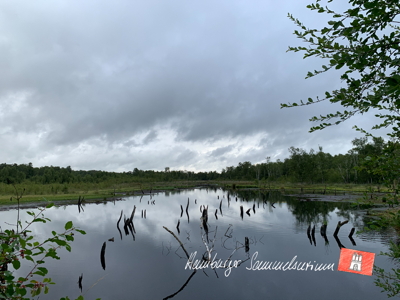 Moorsee im Wittmoor am 26.7.2022 Moorsee im Wittmoor am 26.7.2022