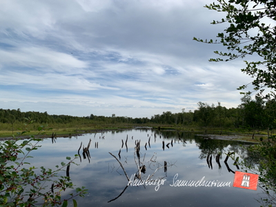 Moorsee im Wittmoor am 29.7.2022 Moorsee im Wittmoor am 29.7.2022