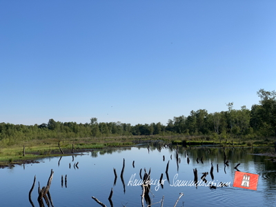 Moorsee im Wittmoor am 3.8.2022 Moorsee im Wittmoor am 3.8.2022