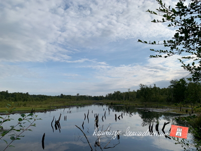 Moorsee im Wittmoor am 5.8.2022 Moorsee im Wittmoor am 5.8.2022