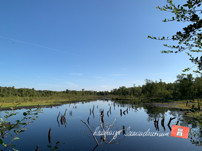 Moorsee im Wittmoor am 9.8.2022 Moorsee im Wittmoor am 9.8.2022