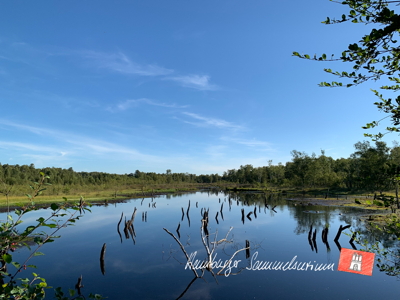 Moorsee im Wittmoor am 10.8.2022 Moorsee im Wittmoor am 10.8.2022