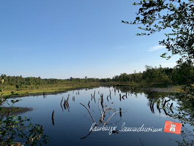 Moorsee im Wittmoor am 15.8.2022 Moorsee im Wittmoor am 15.8.2022