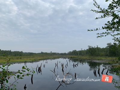 Moorsee im Wittmoor am 16.8.2022 Moorsee im Wittmoor am 16.8.2022