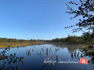 Moorsee im Wittmoor am 20.9.2022 Moorsee im Wittmoor am 20.9.2022