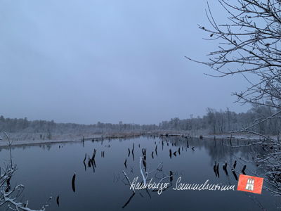 Moorsee im Wittmoor am 2.12.2022 Moorsee im Wittmoor am 2.12.2022