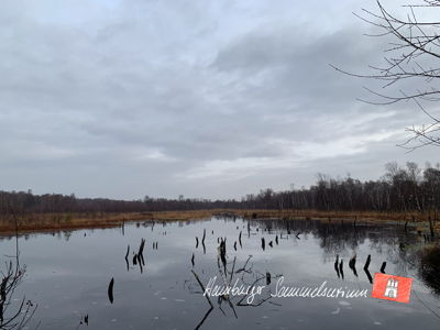 Moorsee im Wittmoor am 25.12.2022 Moorsee im Wittmoor am 25.12.2022