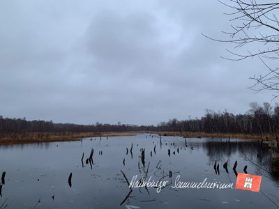 Moorsee im Wittmoor am 28.12.2022 Moorsee im Wittmoor am 28.12.2022