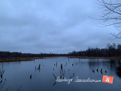 Moorsee im Wittmoor am 4.1.2023 Moorsee im Wittmoor am 4.1.2023