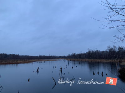 Moorsee im Wittmoor am 6.1.2023 Moorsee im Wittmoor am 6.1.2023