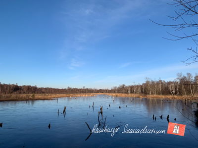 Moorsee im Wittmoor am 18.1.2023 Moorsee im Wittmoor am 18.1.2023