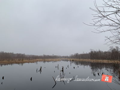 Moorsee im Wittmoor am 26.1.2023 Moorsee im Wittmoor am 26.1.2023