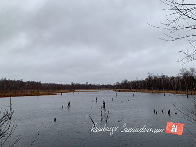 Moorsee im Wittmoor am 3.2.2023 Moorsee im Wittmoor am 3.2.2023