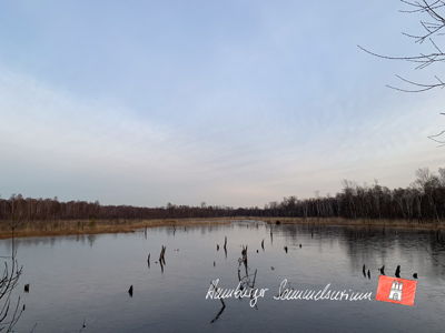 Moorsee im Wittmoor am 9.2.2023 Moorsee im Wittmoor am 9.2.2023