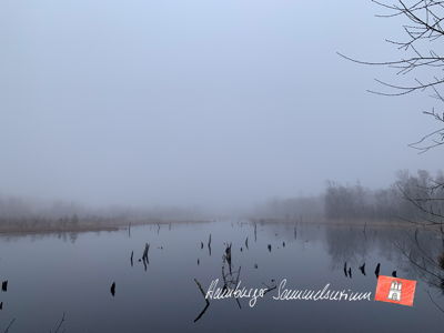 Moorsee im Wittmoor am 2.3.2023 Moorsee im Wittmoor am 2.3.2023