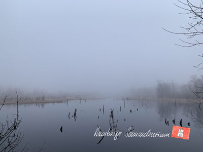 Moorsee im Wittmoor am 3.3.2023 Moorsee im Wittmoor am 3.3.2023