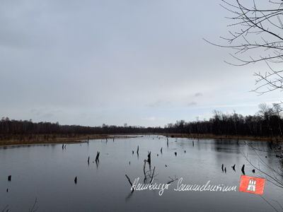 Moorsee im Wittmoor am 13.4.2023 Moorsee im Wittmoor am 13.4.2023