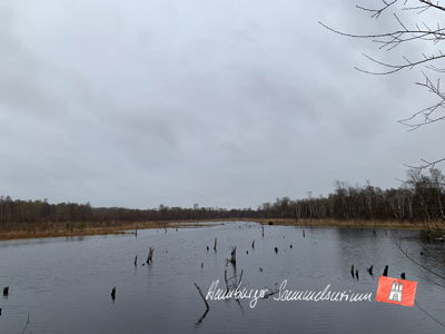 Moorsee im Wittmoor am 20.4.2023 Moorsee im Wittmoor am 20.4.2023