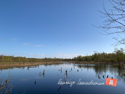 Moorsee im Wittmoor am 27.4.2023 Moorsee im Wittmoor am 27.4.2023