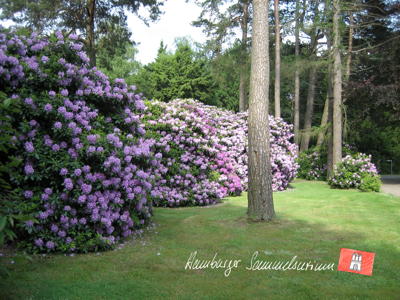 Rhododendren und Kiefern.
