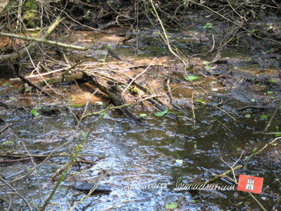 Quelle mit eisenhaltigen Wasser im Rodenbeker Quellental. Quelle mit eisenhaltigen Wasser im Rodenbeker Quellental.