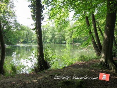 Der Mühlenteich am südlichen Rand des Rodenbeker Quellentals. Der Mühlenteich am südlichen Rand des Rodenbeker Quellentals.