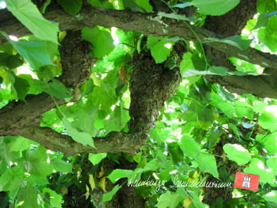 Schnittspuren im Lindenlaubengang.
